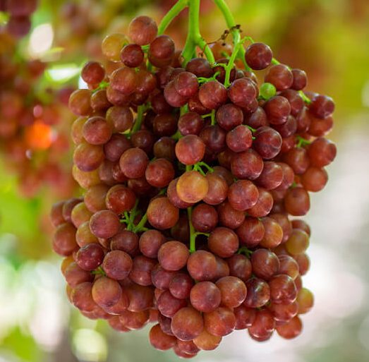 Annual Grapevine Cycle | Grapes from California